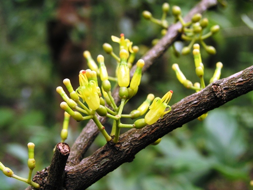 ประทัดนวล Macrosolen cochinchinensis (Lour.) Tiegh.<br/>LORANTHACEAE